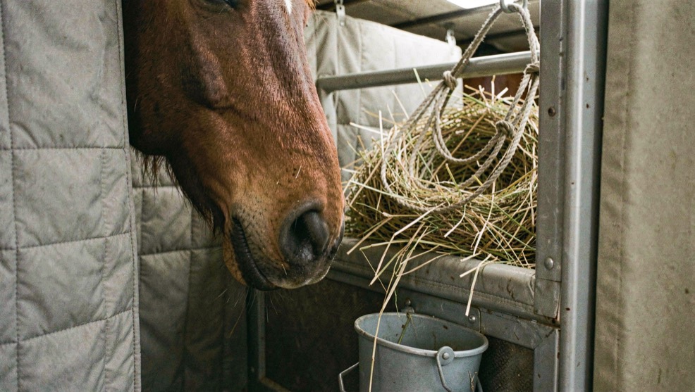 Close view of a horse muzzle reaching towards a hay net inside a padded aircraft stall with a water bucket clipped below the partition